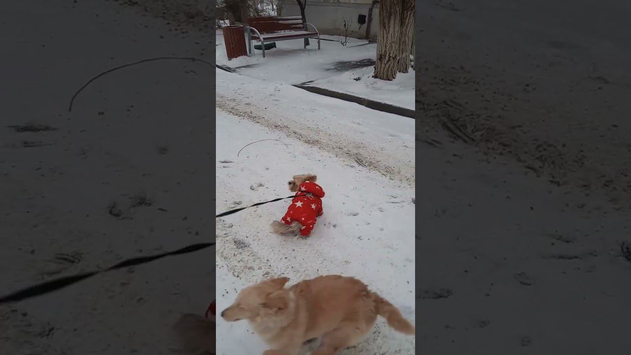Новые друзья Бони. смотреть онлайн