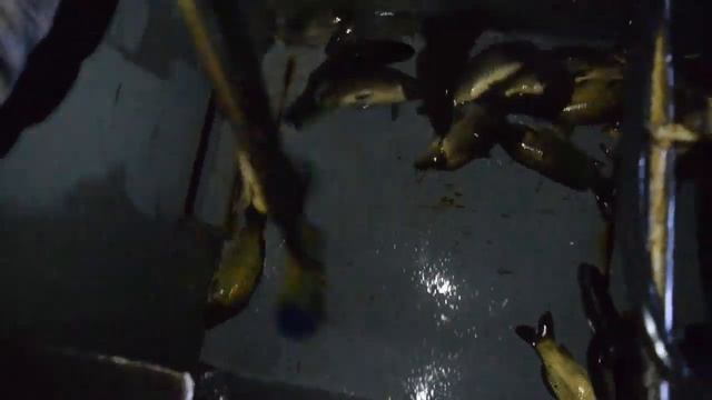 1 апреля запуск толстолоба и карпа на Пищулино смотреть онлайн