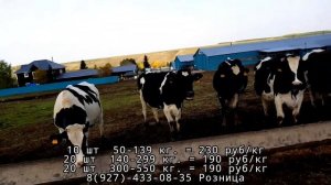 Розничная продажа телят весом от 50кг и выше. Продажа телят, телок, бычков, и нетелей с коровами.