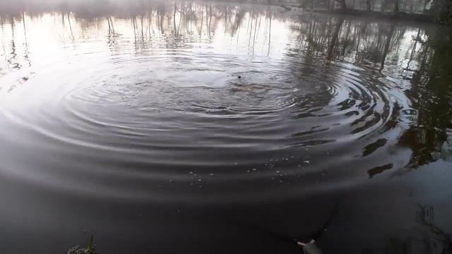 Winter carp fishing at Beausoleil: Five carp haul in one night! смотреть онлайн