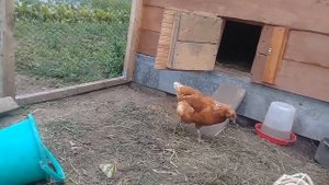 Куры несушки молодки Ломан Браун. 10 кур несут 10 яиц!!!