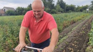 Результат превзошёл ожидания.Картошка сорт Ривьера.