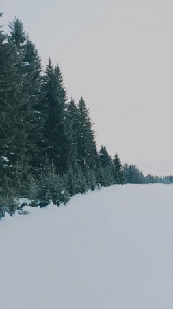 Прогулка по лесу. Зимний пейзаж. Княжпогостский район.Коми.29.12.2022.