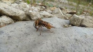 Шершень ищет место для зимовки