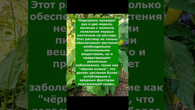 Как правильно пользоваться перекисью водорода для крепкой Рассады