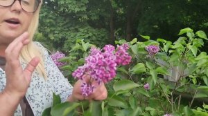 Сирень "Сенсация " в каждый сад!