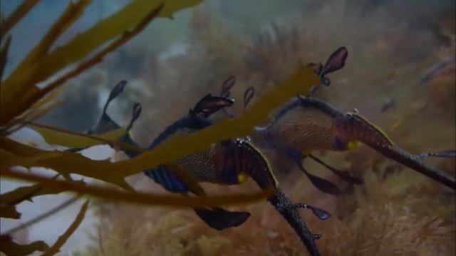 Морской конек тряпичник смотреть онлайн