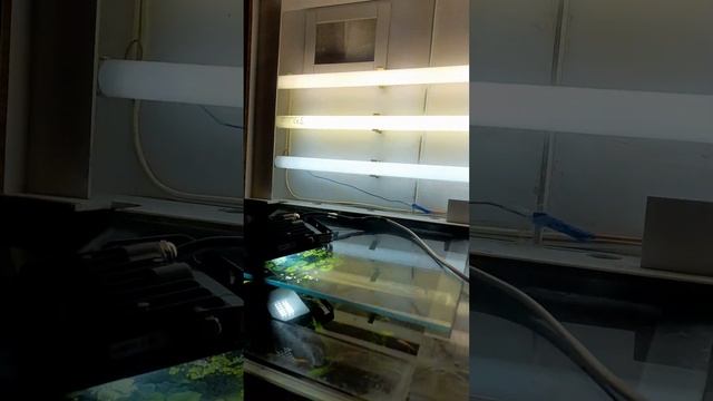 Отчёт по свету(использование светодиодных прожекторов) в аквариуме с растениями. смотреть онлайн