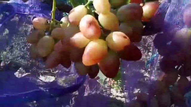 Сорт винограда Кисти Пикассо на 25 августа 2020 виноградник Щереденкова В. А