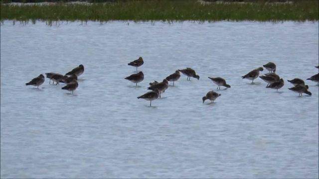 Wild bird feed Дикие птицы кормятся смотреть онлайн