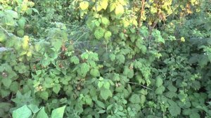 Сравнение ежемалин Медана Тайбери и Бойсенберри