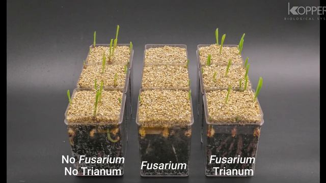 Trichoderma harzianum T22 combats Fusarium in maize plants – Koppert