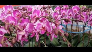 ОрхоРай в гостях у Miki orchids. 2022 .