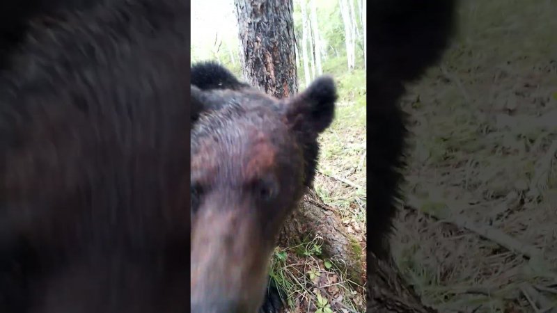 Медведи унюхали новые запахи. #bear