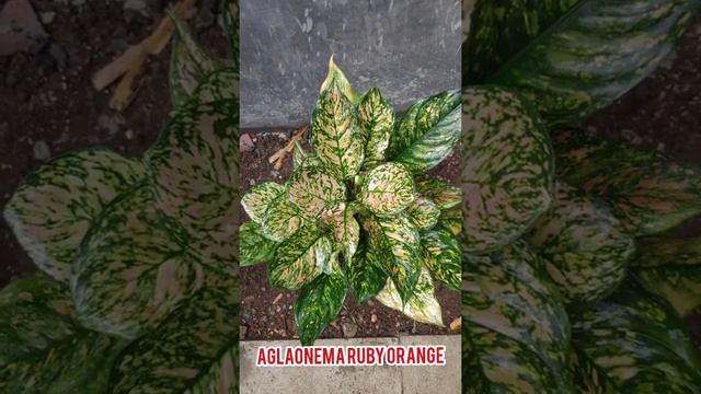 The beauty of Aglaonema ruby orange #Araceae_lovers #Aglaonema_lovers #the_beauty_of_aglaonema