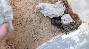 ящерки могут делать кусь