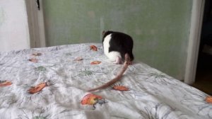 Черно-белый крыс Сэнсэй.