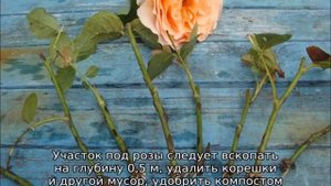 Как сажать розы черенками