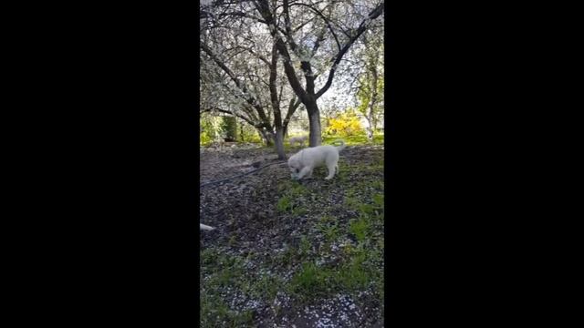 Малышам Мареммам 1 годик!????????❤❤❤❤❤❤ смотреть онлайн