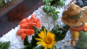 DIY У меня зацвела Фаукария бородавчатая Flowering faucaria  tuberculosa