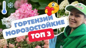 ТОП-3 сорта морозостойких гортензий ❄️