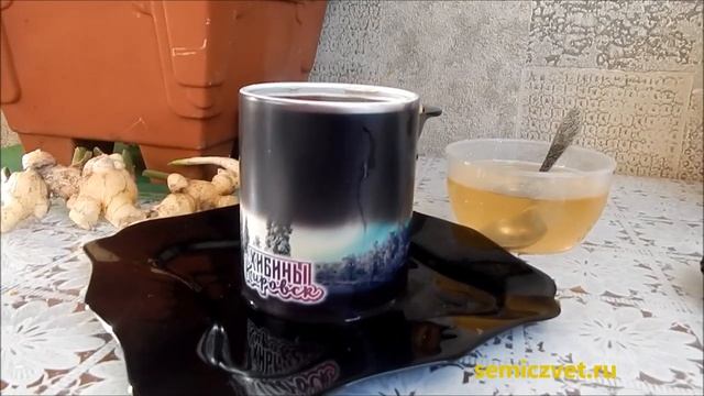 ☕? Чай с имбирём, выращенным в домашних условиях