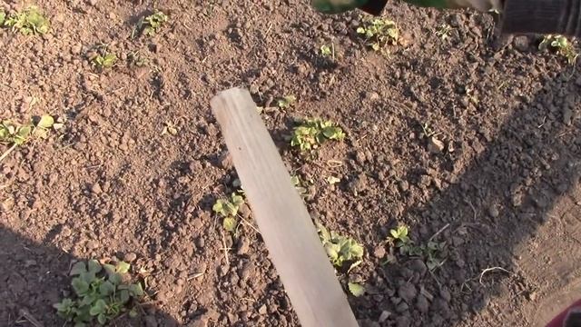 Полольник СТРИЖ! Облегчаю труд на даче.