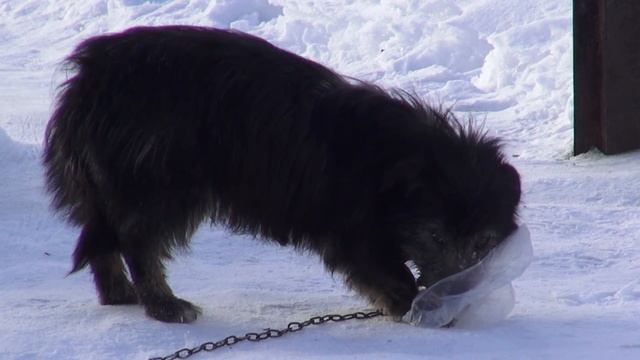 Собака Дворняга Dog Mongrel