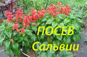 Когда сажать сальвию.