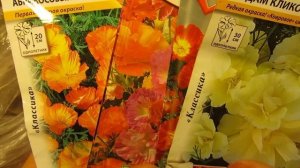 Прекрасная эшшольция - мак калифорнийский.