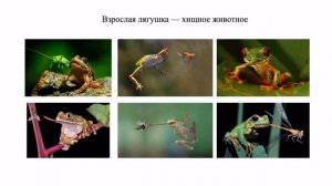 Биология. Земноводные. 7 класс. Урок 16