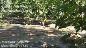 Виноград Пальмира- ультрараннего срока созревания (Пузенко Наталья Лариасовна)