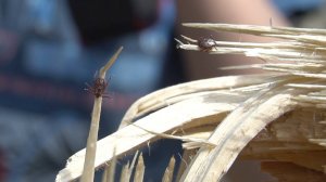 Любители сока осины