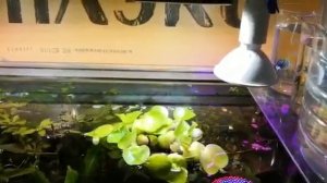 Хорошая новость водный Гиацинт " Эйхорния" и L181