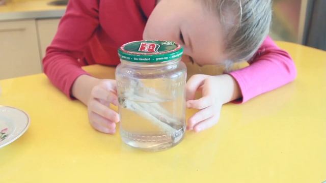 Кости+Уксус! Декальцинированная кость (Experience with bones!)