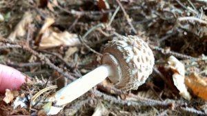 Garten-Safranschirmling, Gerandetknolliger Safranschirmling, Chlorophyllum brunneum