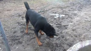 РЕАКЦИЯ СОБАК на ЛАЗЕР