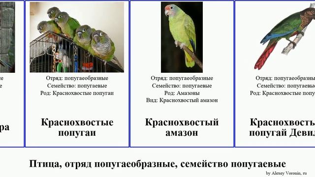 Птица, отряд попугаеобразные, семейство попугаевые попугай амазон лори попугайчик ара аратинга