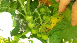 Зачем всё же прививать томаты? Наглядно