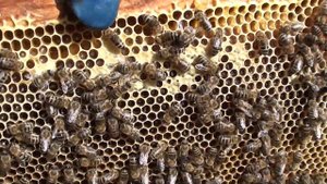 Бессмертный медонос ваточник.