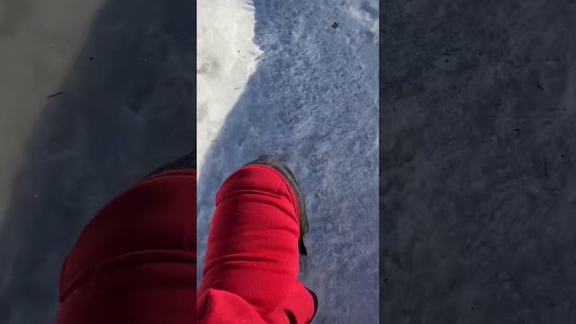 Бостонтерьер Куколка 3 месяца 😃 #бостонтерьер #bostonterrier  vk.com/avoratur