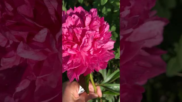 Paeonia - "Pink Jazz"(  С. Klehm 1972.)