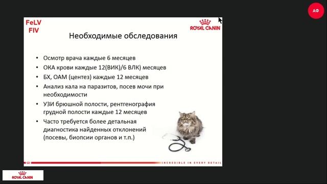 Инфекции кошек