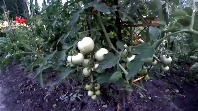 Я столько помидоров ещё не видел / 1 раз полил и томатов тьма / Подкормка для помидор. смотреть онлайн