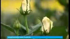 В Кадошкине выращивают новые сорта роз