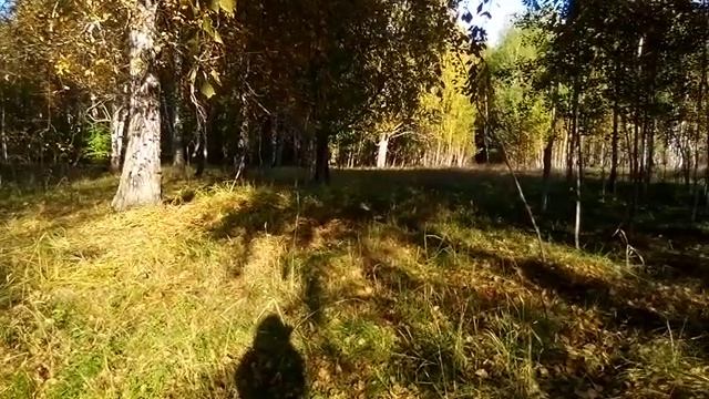 Яркие Краски Осени. ))