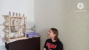 Плюсы и минусы содержание волнистого попугая. Что надо знать прежде чем завести попугая