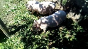 Почему не растут свиньи