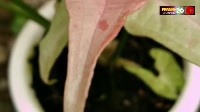 9 JENIS SYNGONIUM 2023 YANG CANTIK DENGAN KEUNIKANNYA BERIKUT HARGA PASARANNYA смотреть онлайн