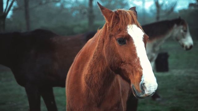 Красивые Лошади Видео СМОТРЕТЬ | Видео Про Коней | Видео Про Животных смотреть онлайн